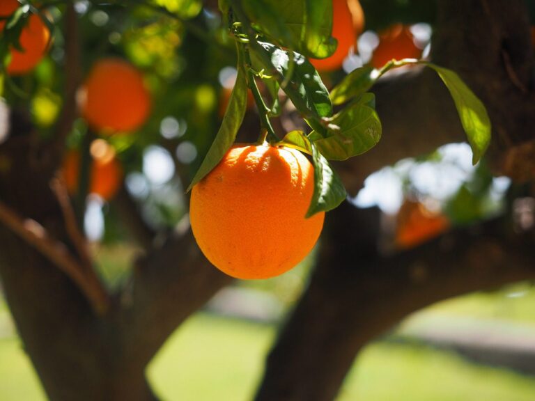 picture of an orange on the tree